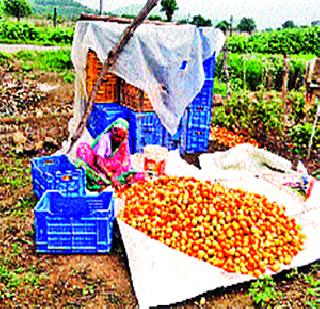 Tomato prices fell | टोमॅटोचे बाजारभाव कोसळले Tomato prices fell | टोमॅटोचे बाजारभाव कोसळले