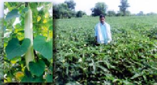 Failure of marginal farmer's vegetable production | अल्पभूधारक शेतकऱ्याची भाजीपाला उत्पादनात भरारी Failure of marginal farmer's vegetable production | अल्पभूधारक शेतकऱ्याची भाजीपाला उत्पादनात भरारी