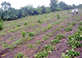 Crops sown with fenugreek pole | कुंपणाच्या खांबासह वाहून गेली पिके