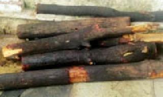 API shot shoot shot after Chandan smugglers | चंदन तस्करांच्या हल्ल्यानंतर एपीआयने झाडली गोळी API shot shoot shot after Chandan smugglers | चंदन तस्करांच्या हल्ल्यानंतर एपीआयने झाडली गोळी