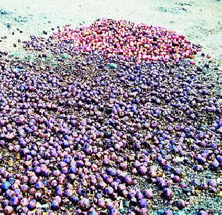 Pomegranate soil! | डाळिंबाची माती!