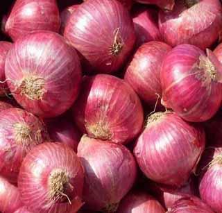 Wadat onion production filled up! | व-हाडात कांदा उत्पादनावर भर!