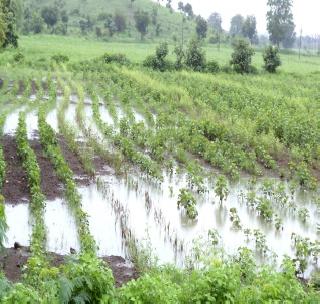 In the same season, crops are short and very heavy | एकाच हंगामात पिकांना अल्प आणि अतिवृष्टीचाही फटका