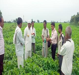 The influx of military lagoons on soybean crops | सोयाबीन पिकावर लष्करी अळीचा प्रादुर्भाव