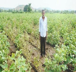 Invasion of Kapshivar unknown disease; Farmer Haran | कपाशीवर अज्ञात रोगाचे आक्रमण; शेतकरी हैराण