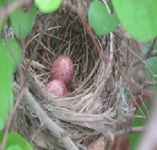 Hundreds of birds died, egg broke out! | शेकडो पक्षी मृत्युमुखी, अंडीही फुटली!