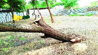 Slaughter of tree in Sadhugram | साधुग्राममध्ये वृक्षाची कत्तल Slaughter of tree in Sadhugram | साधुग्राममध्ये वृक्षाची कत्तल