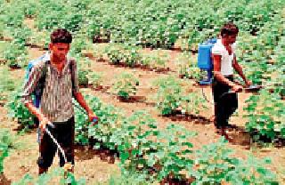 Sprayed the throats | फवारणी उलटली जीवावर