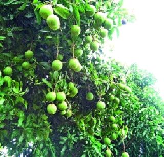 Perennial tree | बारमाही कैऱ्या देणारे झाड