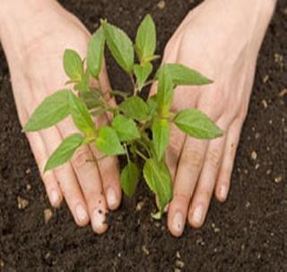 In Vidarbha, the proportion of tree-breeding is decreasing in western Vidarbha | पश्‍चिम विदर्भात वृक्षसंवर्धनाचे प्रमाण घटले