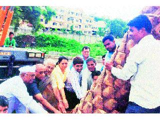 Rigonodal tree reclamation at Govindnagar | गोविंदनगर येथील रिंगरोडलगत झाडाची पुनर्लागवड