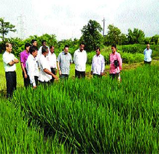 Paddy cultivation in the castle with plastic mulchin method | प्लॅस्टिक मल्चीन पद्धतीने वाड्यात भातशेती Paddy cultivation in the castle with plastic mulchin method | प्लॅस्टिक मल्चीन पद्धतीने वाड्यात भातशेती