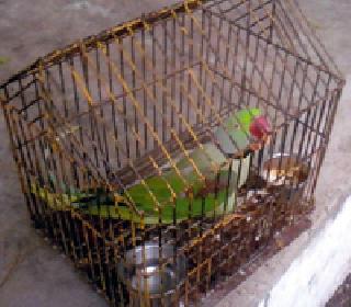 Waiting for the release of the captured Poppath from forest department | वन विभागाकडे बंदिस्त पोपटाला मुक्तीची प्रतीक्षा Waiting for the release of the captured Poppath from forest department | वन विभागाकडे बंदिस्त पोपटाला मुक्तीची प्रतीक्षा