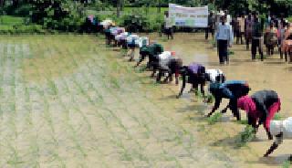 In the 35 villages, the 'Shree' method is called Rovaniya | ३५ गावांत ‘श्री’ पद्धतीने रोवणी In the 35 villages, the 'Shree' method is called Rovaniya | ३५ गावांत ‘श्री’ पद्धतीने रोवणी