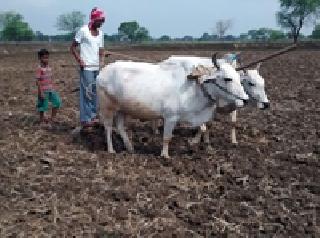 Farmers disagree | शेतकरी असमाधानी Farmers disagree | शेतकरी असमाधानी