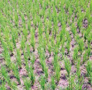 Another 642 mm rain requirement | अजून ६४२ मिमी पावसाची गरज Another 642 mm rain requirement | अजून ६४२ मिमी पावसाची गरज
