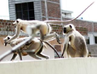 Monkey's Haidosan became disturbed | माकडांच्या हैदोसाने ग्रामस्थ झाले त्रस्त Monkey's Haidosan became disturbed | माकडांच्या हैदोसाने ग्रामस्थ झाले त्रस्त