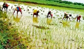 Intersection of crops due to lack of rain | पावसाअभावी पिकांची रोवणी खोळंबली Intersection of crops due to lack of rain | पावसाअभावी पिकांची रोवणी खोळंबली