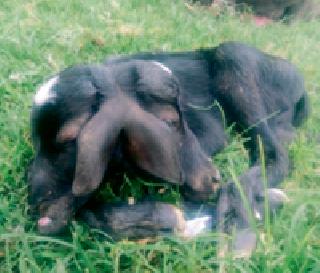 Chimurat buffalo gave birth to diocese | चिमुरात म्हशीने दिला द्विमुखी वगारीला जन्म Chimurat buffalo gave birth to diocese | चिमुरात म्हशीने दिला द्विमुखी वगारीला जन्म