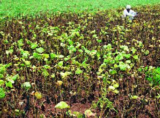 Causes to be harvested due to lack of rain | पावसाअभावी पिके करपू लागली Causes to be harvested due to lack of rain | पावसाअभावी पिके करपू लागली