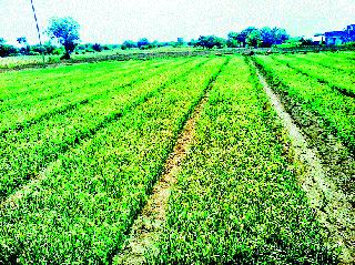 Turn onion seedlings | कांद्याची रोपे करपली Turn onion seedlings | कांद्याची रोपे करपली