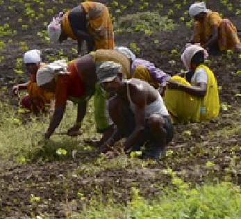 Only 104 beneficiaries of Swabhimaan scheme | स्वाभिमान योजनेचे केवळ १०४ लाभार्थी Only 104 beneficiaries of Swabhimaan scheme | स्वाभिमान योजनेचे केवळ १०४ लाभार्थी