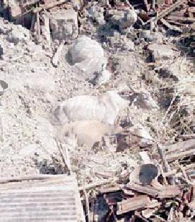 Three oxygen deaths; A serious | गोठ्यात दबून तीन बैलांचा मृत्यू; एक गंभीर Three oxygen deaths; A serious | गोठ्यात दबून तीन बैलांचा मृत्यू; एक गंभीर