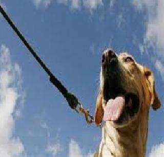 Memorial of the leader of the leader hanging dogs! | संघ नेत्याच्या स्मृतिदिनी कुत्र्यांना फाशी!