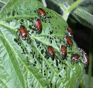 Soya bean piggery insects attack! | सोयाबीनवर शेंगा पोखरणा-या किडींचा हल्ला! Soya bean piggery insects attack! | सोयाबीनवर शेंगा पोखरणा-या किडींचा हल्ला!