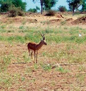 The compensation for crop loss due to the loss of wild animals doubles | जंगली जनावरांच्या हैदोसामुळे होणाऱ्या पीक नुकसान भरपाईत दुप्पट वाढ The compensation for crop loss due to the loss of wild animals doubles | जंगली जनावरांच्या हैदोसामुळे होणाऱ्या पीक नुकसान भरपाईत दुप्पट वाढ