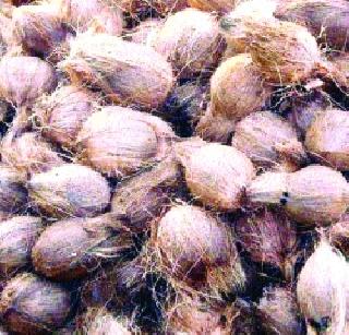 The price of 7 rupees for the coconut | नारळाला अवघा ७ रुपये भाव The price of 7 rupees for the coconut | नारळाला अवघा ७ रुपये भाव