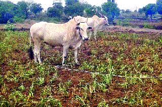 ... finally the animals left the crop | ...अखेर जनावरे सोडली पिकात ... finally the animals left the crop | ...अखेर जनावरे सोडली पिकात