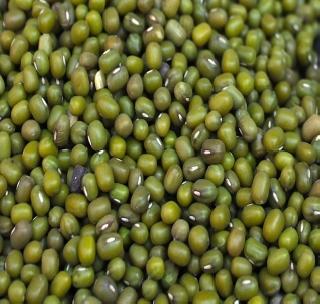 Mughal prices to be 6,800 per quintal in September | सप्टेंबर महिन्यात मुगाला मिळणार ६,८00 प्रति क्विंटल भाव! Mughal prices to be 6,800 per quintal in September | सप्टेंबर महिन्यात मुगाला मिळणार ६,८00 प्रति क्विंटल भाव!
