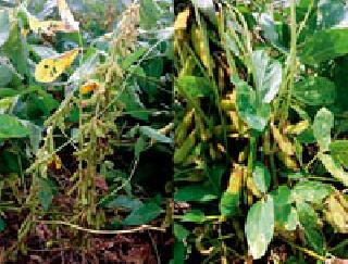 Soybean Risks 'Yellow Mozac' | ‘येलो मोझॅक’मुळे सोयाबीन धोक्यात