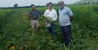 Inspection of soybean by the teams | पथकांद्वारा सोयाबीनची पाहणी