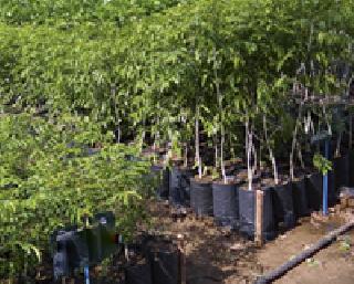 Tree planting after rainy season | पावसाळ्यानंतर वृक्ष लागवड Tree planting after rainy season | पावसाळ्यानंतर वृक्ष लागवड