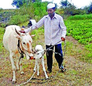 They celebrated 'Bari' on the occasion of the birth anniversary of the calf! | त्यांनी साजरी केली वासराच्या जन्मोत्सवानिमित्त ‘बारी’!