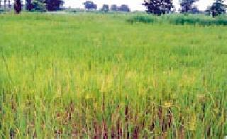 Lack of electricity connection and piped supply; Hire the farmer | वीज जोडणी व पाईप पुरवठ्याचा अभाव; शेतकरी हवालदिल Lack of electricity connection and piped supply; Hire the farmer | वीज जोडणी व पाईप पुरवठ्याचा अभाव; शेतकरी हवालदिल