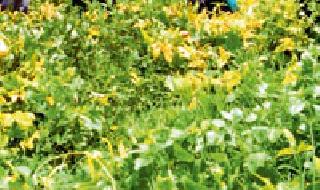 Datodi farmers demand compensation for udad crop | दातोडीतील शेतकऱ्यांची उडीद पिकाच्या भरपाईची मागणी Datodi farmers demand compensation for udad crop | दातोडीतील शेतकऱ्यांची उडीद पिकाच्या भरपाईची मागणी