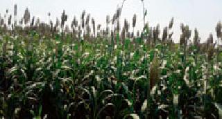 Evergreen Jowar Crop ... | बहरलेले ज्वारीचे पीक...