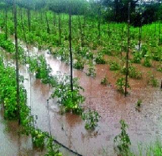 Purandar, Bhorla rains | पुरंदर, भोरला पावसाने झोडपले Purandar, Bhorla rains | पुरंदर, भोरला पावसाने झोडपले