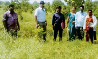 Inspection of 'Narega' tree plantation at Soujana | सौजना येथे ‘नरेगा’तील वृक्ष लागवडीची तपासणी