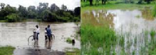 Rainy Woes | पावसाचा कहर : Rainy Woes | पावसाचा कहर :