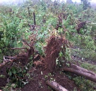 The impact of the storm on Munsajinagar | मुंगसाजीनगरला वादळाचा फटका