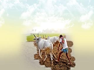 Farmer: This is a good day for Karachi! | शेतक:यांच्या ‘अच्छे दिन’साठी हे कराच! Farmer: This is a good day for Karachi! | शेतक:यांच्या ‘अच्छे दिन’साठी हे कराच!