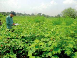 Infestation of pests in cotton cultivation | कपाशी पिकावर रस शोषण करणाऱ्या किडीचा प्रादुर्भाव