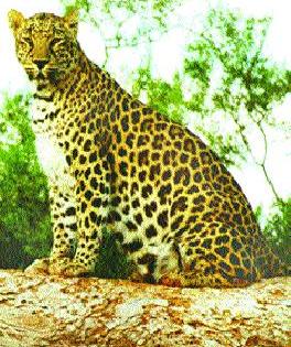 In the Valley, two pebbles were beaten with a leopard | वणीत बिबट्यासह दोन बछड्यांना पिटाळले