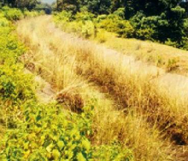 In the main left canal wooded forest | मुख्य डाव्या कालव्यात झुडपी जंगल In the main left canal wooded forest | मुख्य डाव्या कालव्यात झुडपी जंगल