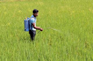 Due to various diseases of rice seedlings | धानाच्या रोपांवर विविध रोगांचा प्रादुर्भाव Due to various diseases of rice seedlings | धानाच्या रोपांवर विविध रोगांचा प्रादुर्भाव