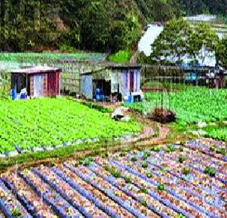 Vegetable management lessons for farmers! | शेतकऱ्यांना भाजीपाला व्यवस्थापनाचे धडे!